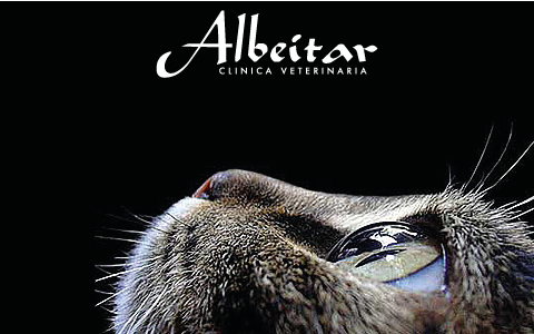 imagen gato albeitar móvil